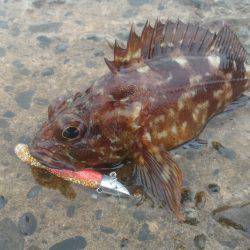 悪天候ガシラポンポン