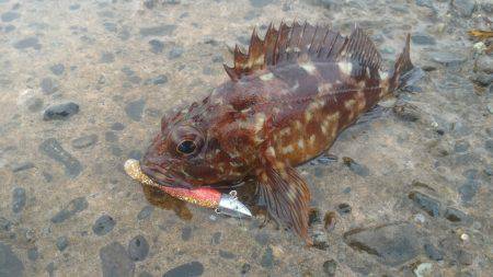 悪天候ガシラポンポン