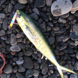 石津浜　２３日朝入れ食い　夕マヅメは微妙