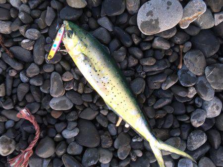 石津浜　２３日朝入れ食い　夕マヅメは微妙