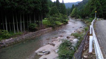台風後の上桂川花背地区の鮎