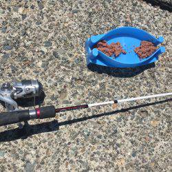 トウゴロウイワシ