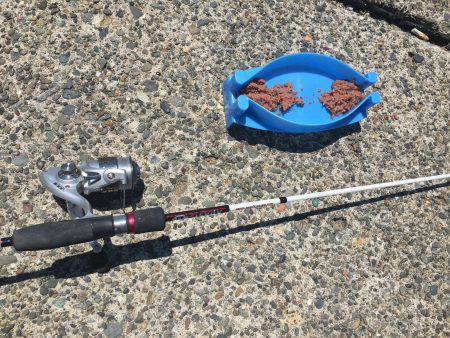 トウゴロウイワシ