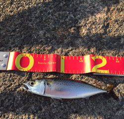 初☆ジグサビキ