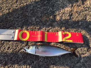 初☆ジグサビキ