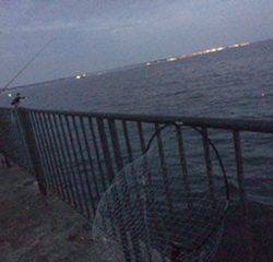 ジギングで・・・タコ。