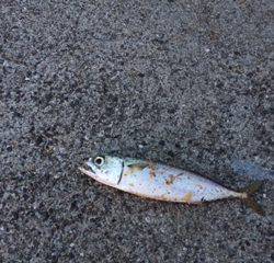 お久しぶりのツバス