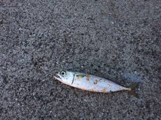 お久しぶりのツバス