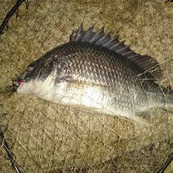 仕事帰りチニング