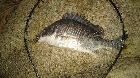 仕事帰りチニング