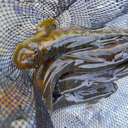 濁った古座川で鮎数尾・・・