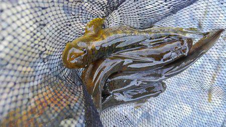 濁った古座川で鮎数尾・・・