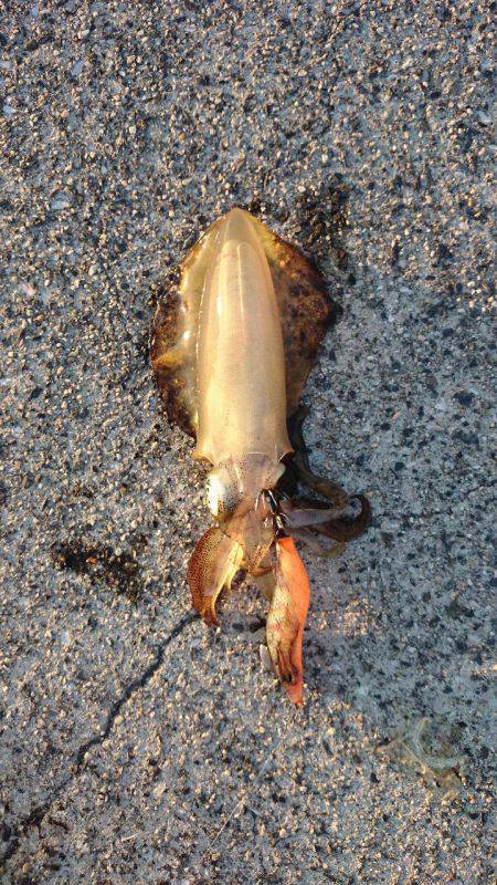 秋イカ釣行