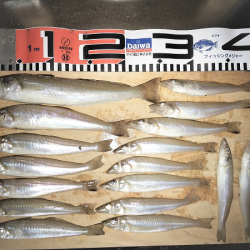 チョイ投げのキス釣り