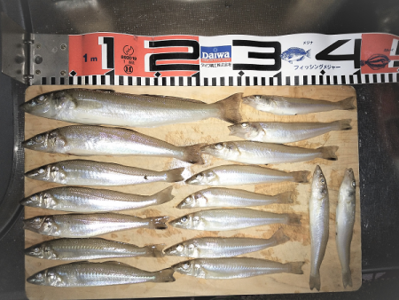 チョイ投げのキス釣り