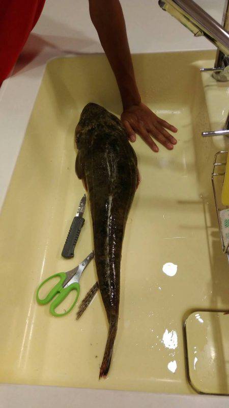 73㎝のマゴチが釣れました