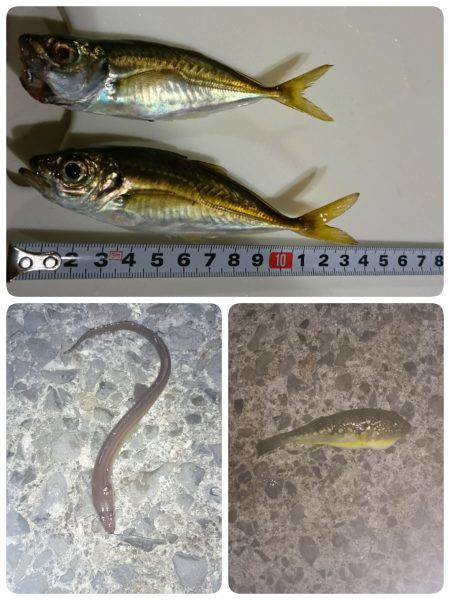 泉佐野漁港の釣果