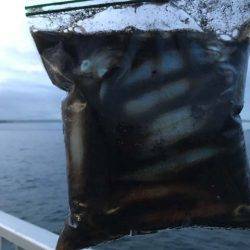 今年もやって来ました、明石のケンサキイカ！