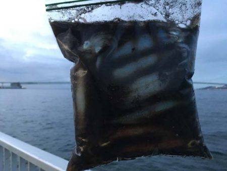 今年もやって来ました、明石のケンサキイカ！