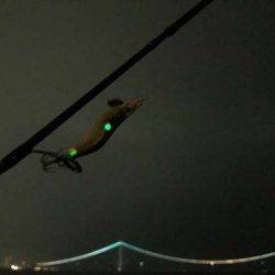 台風後のケンサキは?