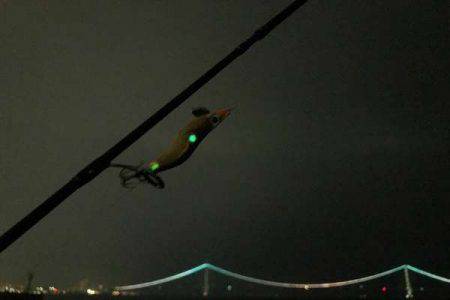 台風後のケンサキは?