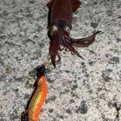 カマシング＆ケンサキング