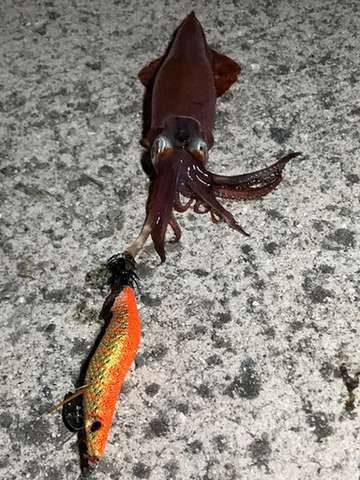 カマシング＆ケンサキング