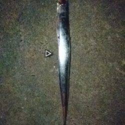 タチウオ好調！