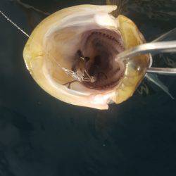 久々のマイボートフィッシング