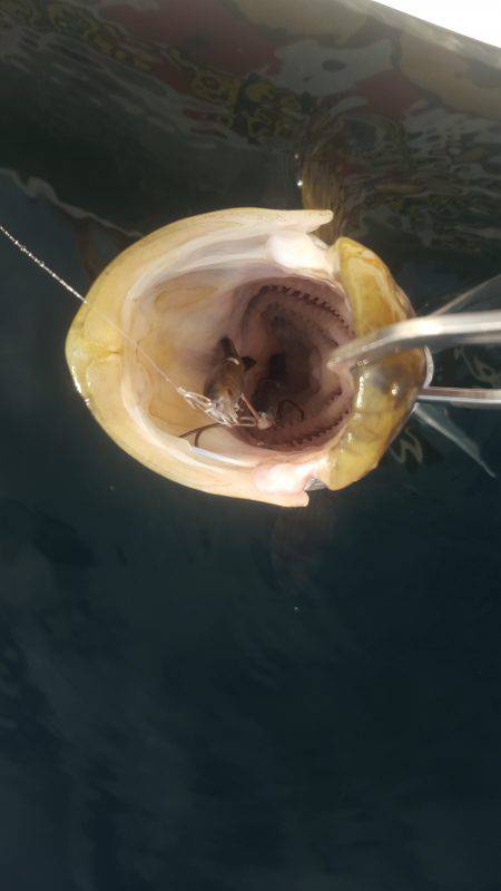 久々のマイボートフィッシング