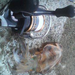 チビアオリと戯れて