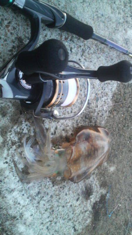 チビアオリと戯れて