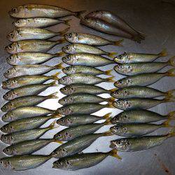 ファミリーフィッシング&キッシングリベンジ