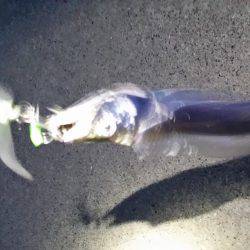 サゴシからの太刀魚