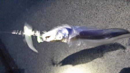 サゴシからの太刀魚