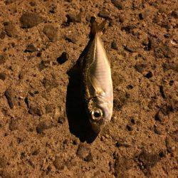 久々の谷川漁港