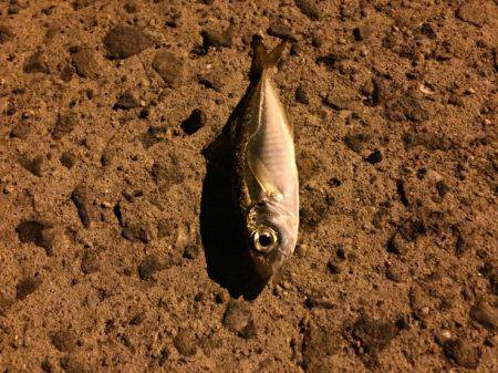 久々の谷川漁港