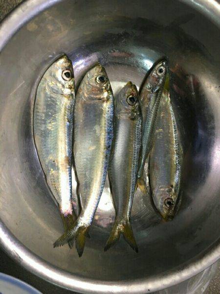 初！三重県南部の調（釣）査w