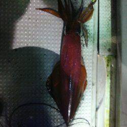 オールナイト釣行