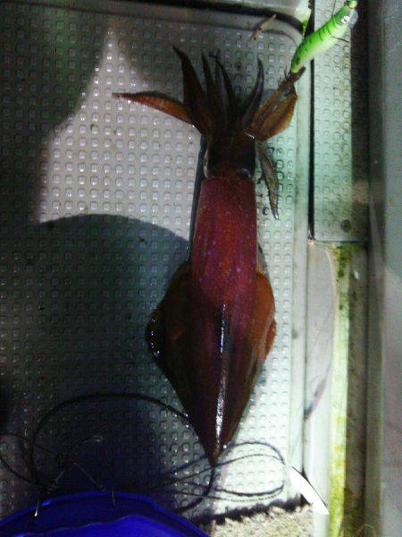 オールナイト釣行