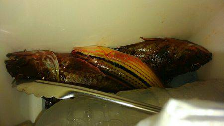 コスモにて探り釣り