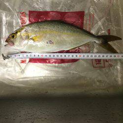 夕まずめ上げ潮釣行