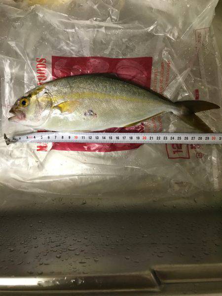 夕まずめ上げ潮釣行