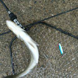 岸ジグチーバス