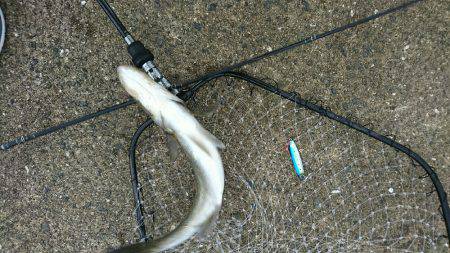 岸ジグチーバス