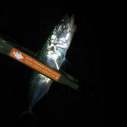 泉南から和歌山からの泉南