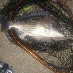 シーバス釣りに行ったのだが(^^;