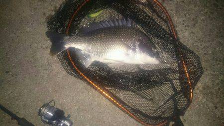 シーバス釣りに行ったのだが(^^;