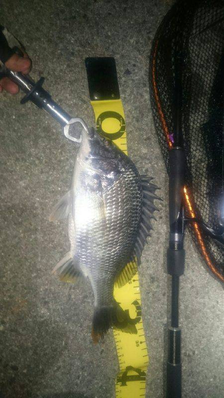 台風後釣れるかなー♪シーバス