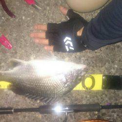 シーバスリベンジ2夜連続♪